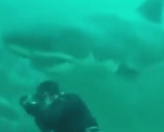 great white shark bumps diver