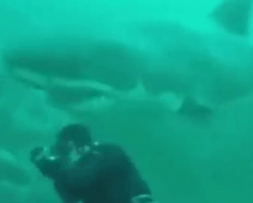 great white shark bumps diver