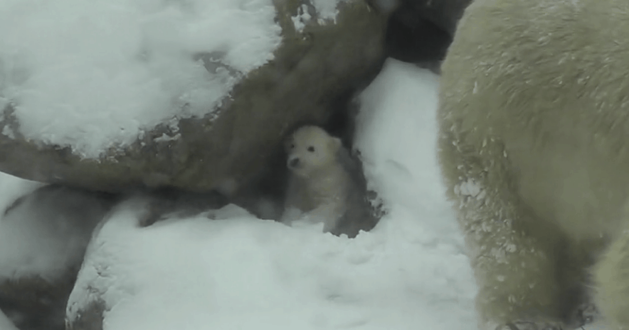 polar bear first time snow