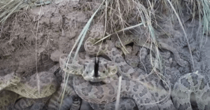 GoPro Falls Into Pit Rattlesnakes