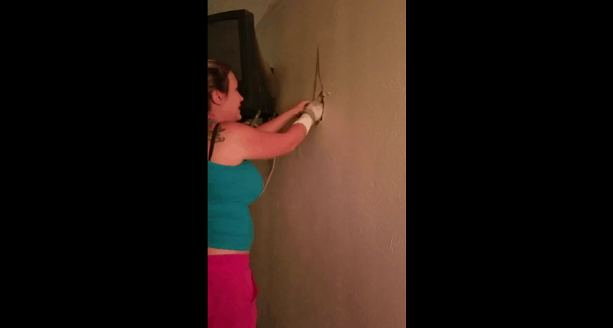cats kittens hidden inside wall