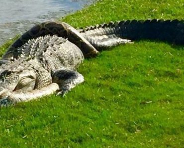 alligator python Florida fight