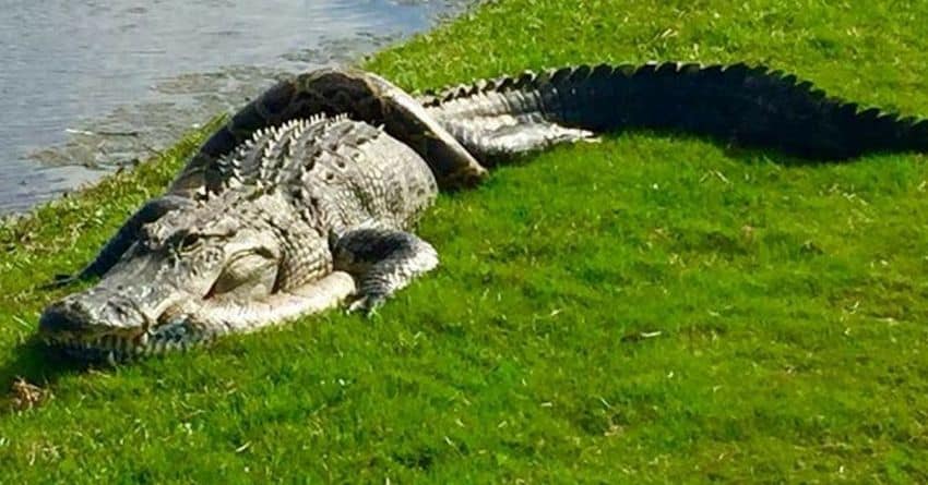 alligator python Florida fight 