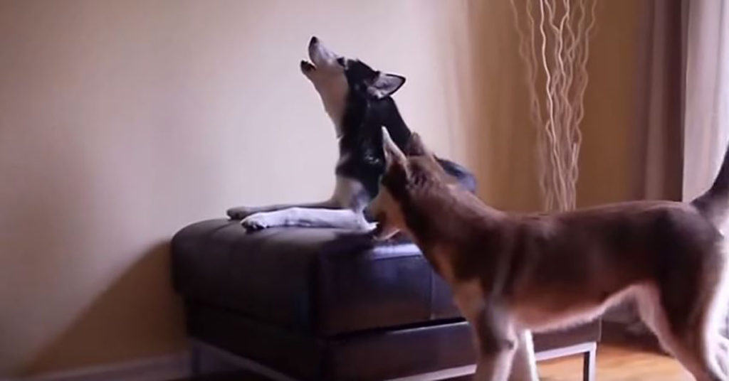 huskies argue talk like humans