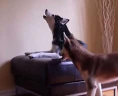 huskies argue talk like humans