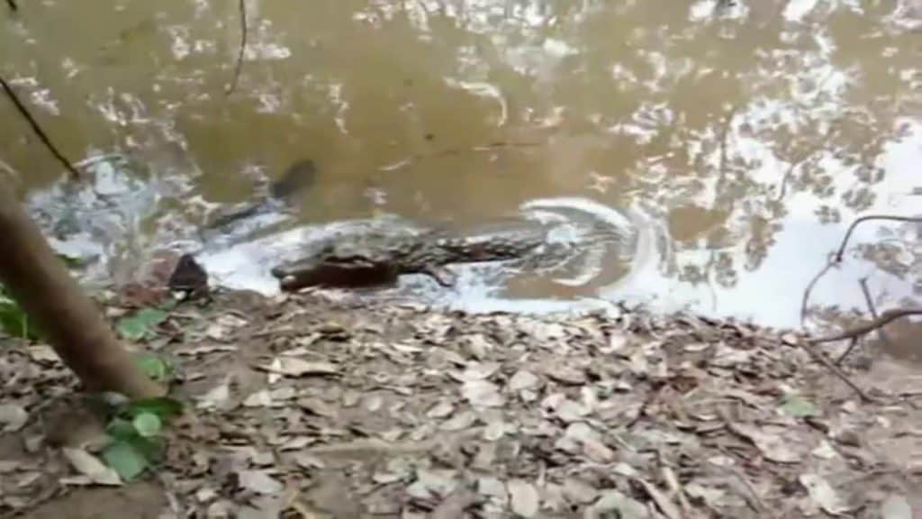 electric eel alligator fight