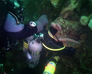 Octopus Engulfs Scuba Diver