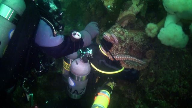 Octopus Engulfs Scuba Diver