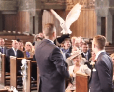 owl delivers wedding rings