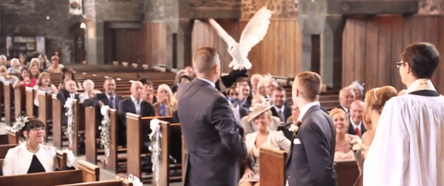 owl delivers wedding rings 