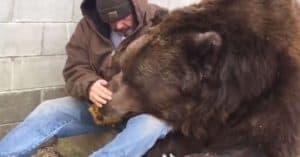 sick grizzly bear