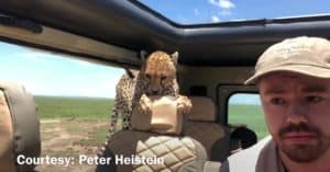 cheetah jumps vehicle safari