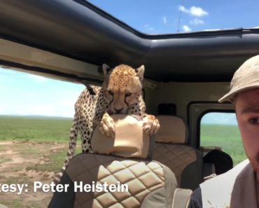 cheetah jumps vehicle safari