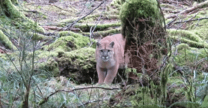 man stalked cougar