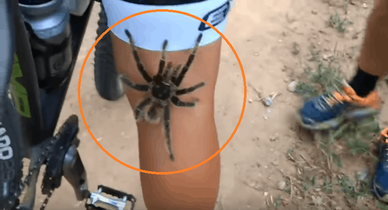 fast tarantula climbs leg