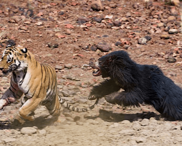 sloth bear chases off tiger
