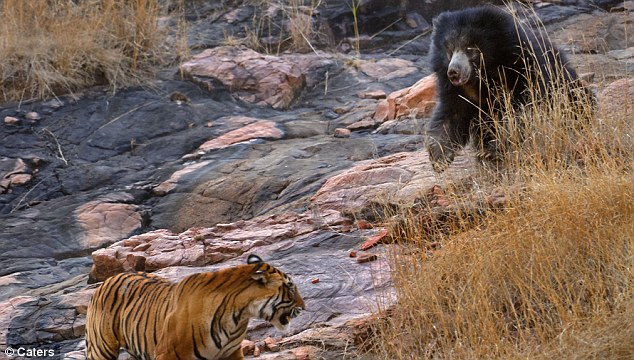 sloth bear chases off tiger