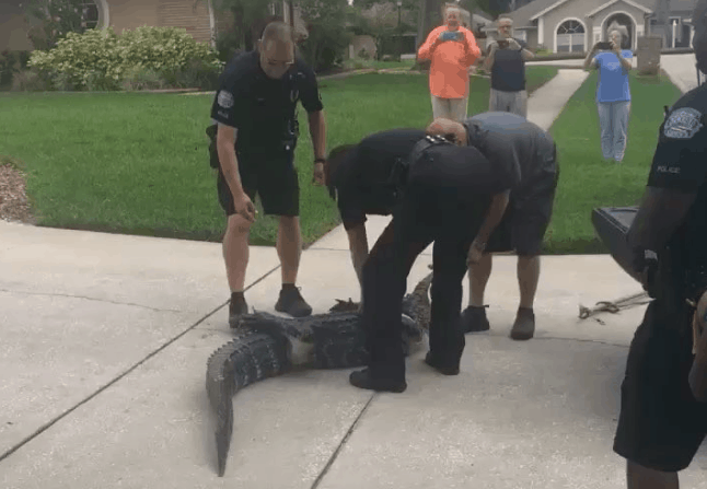 florida officer knocked out cold gator