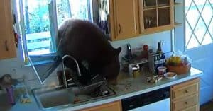 bear breaks into home