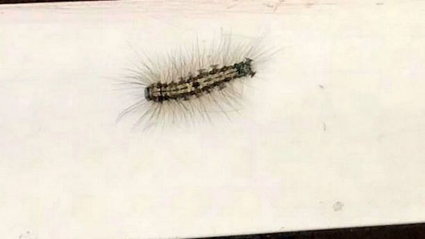 dangerous poisonous caterpillar