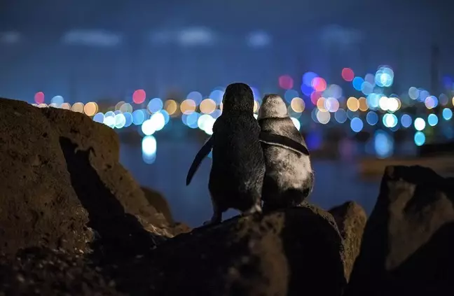 widowed penguins in love