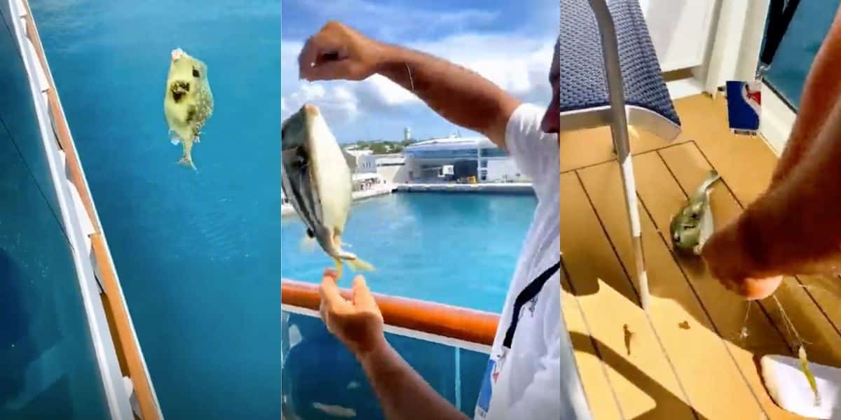 carnival cruise fishing video